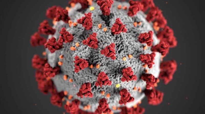Virus -> Photo by CDC on Unsplash